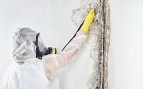 Why You Should Choose Our Mold Remediation Services in Fairfax, IA